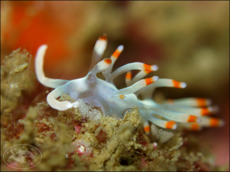 Nudibranch (Samla bicolor)