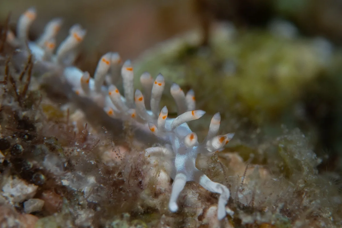 Samla bicolor