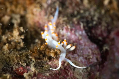Samla bicolor - Pak Kwo Chau(North Ninepin Island ), North Ninepin Island, New Territories, HK