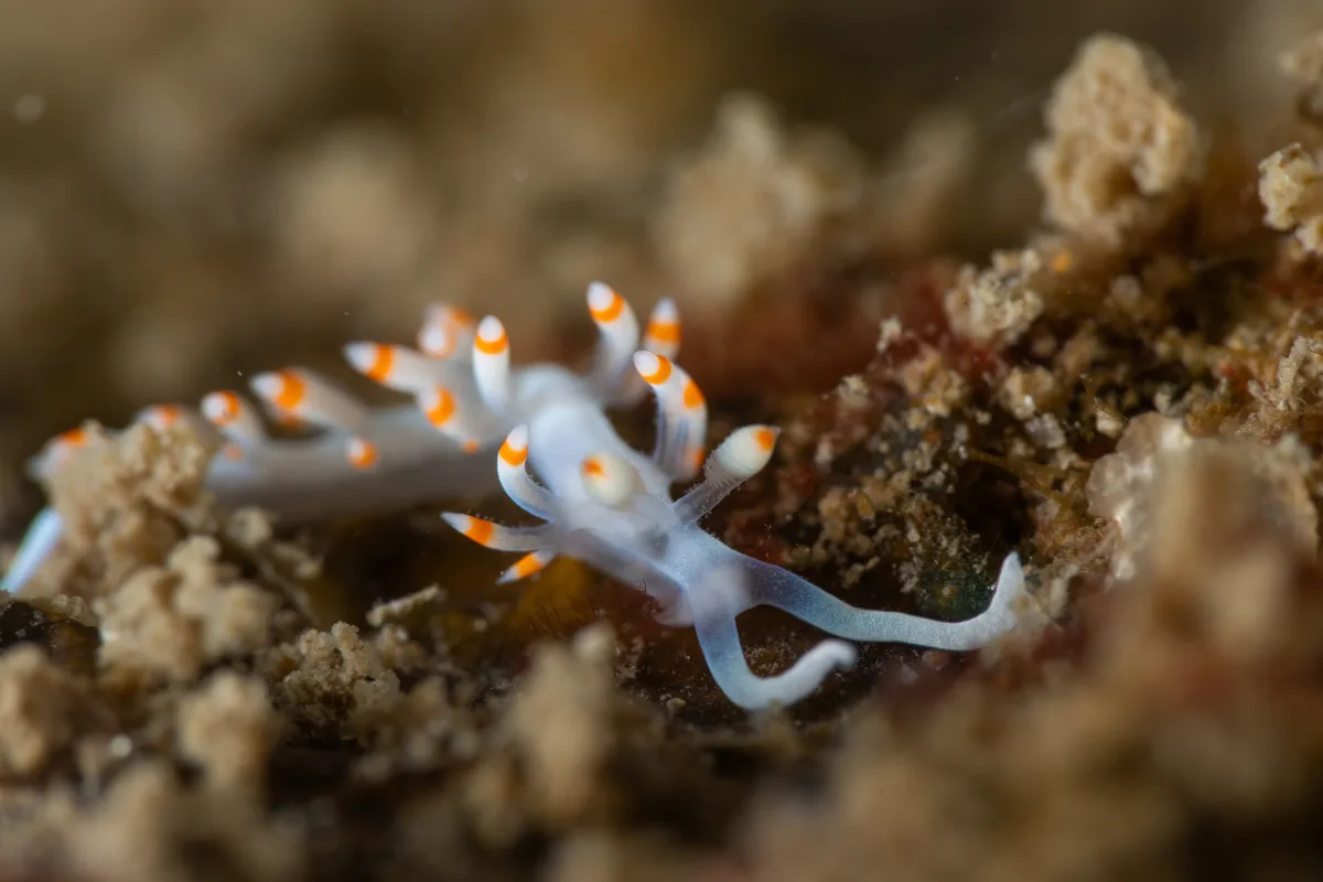 Samla bicolor - North Pacific Ocean, New Territories, HK