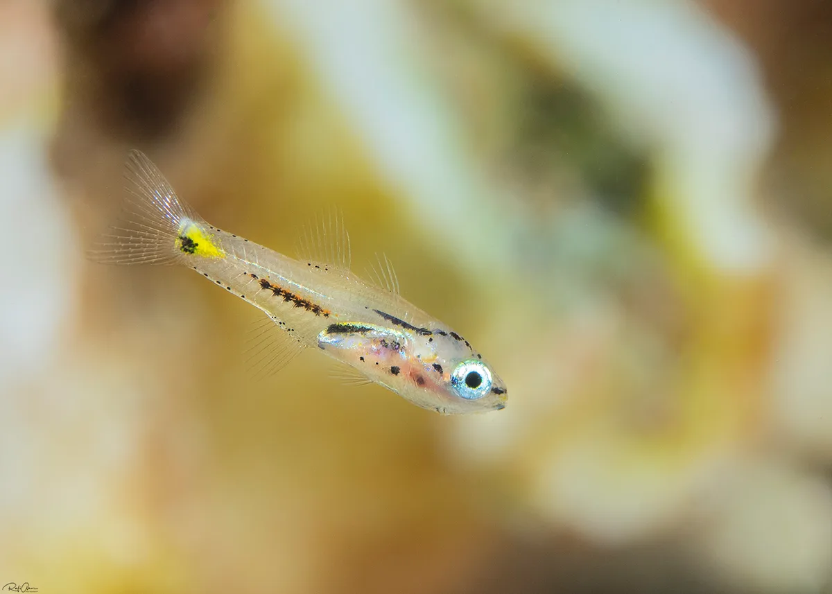 Twoline Cardinalfish
