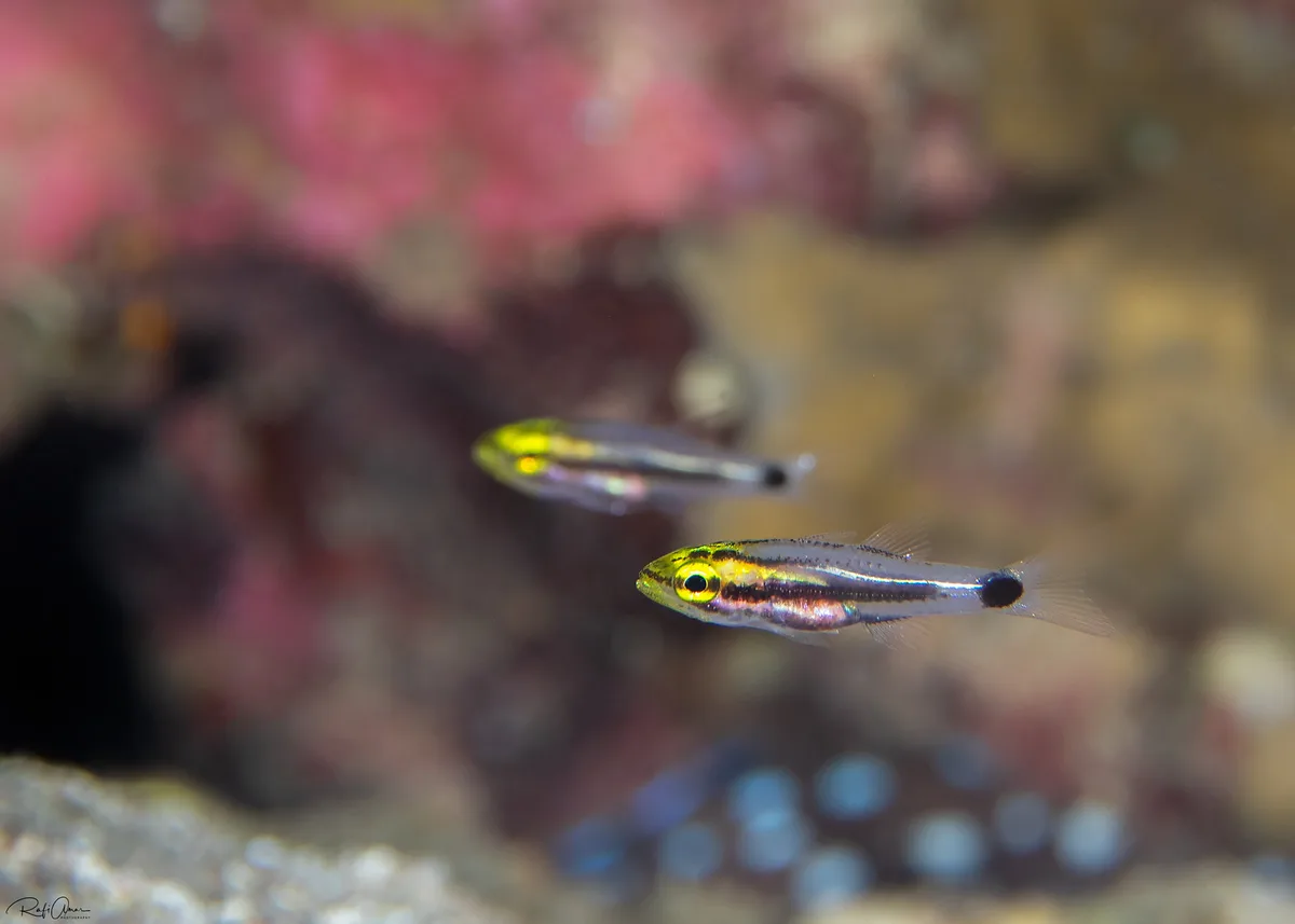 Two-lined Cardinalfish - Taeniamia bilineata