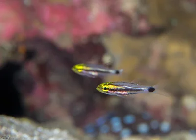 Two-lined Cardinalfish - Taeniamia bilineata