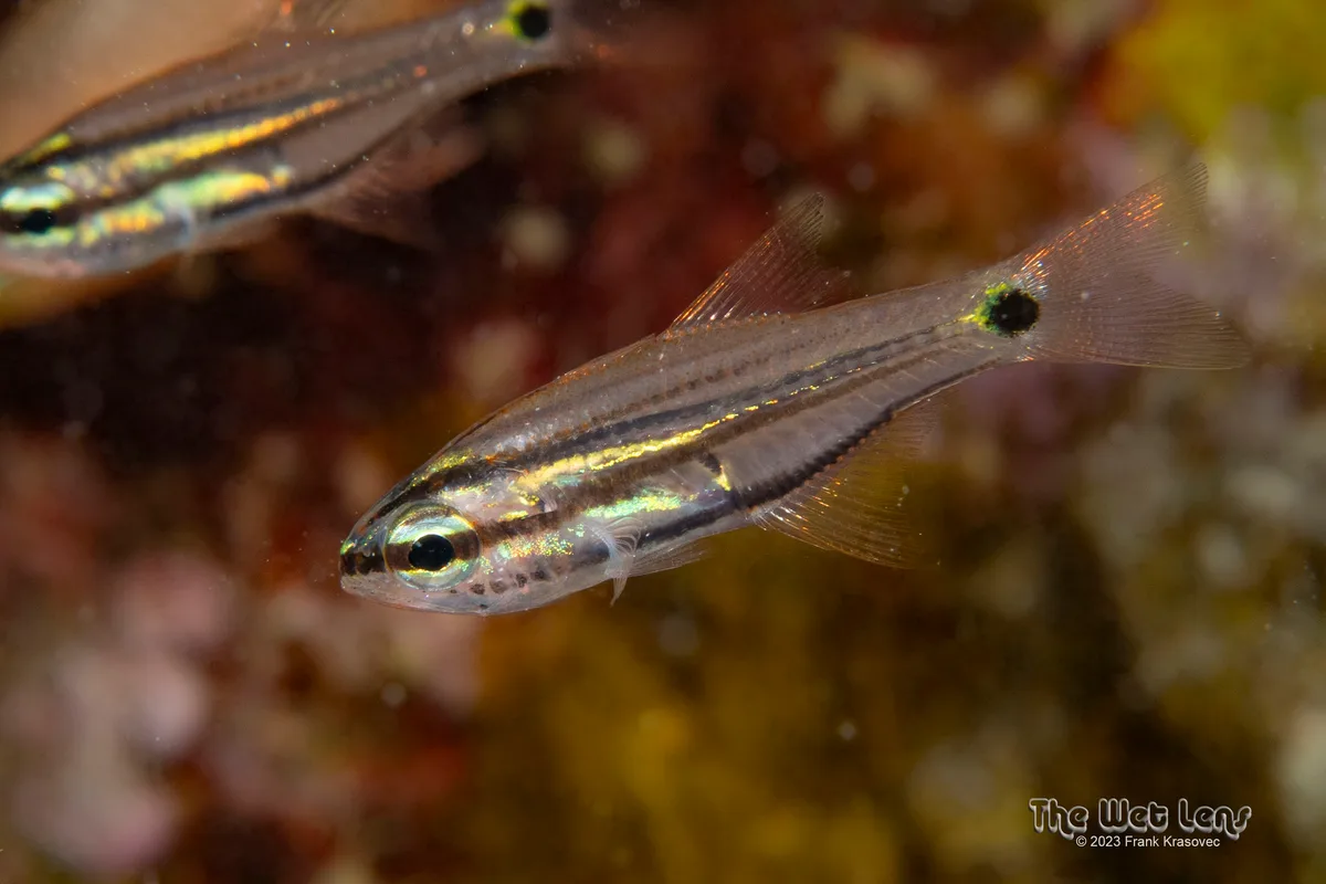 Taeniamia bilineata - Marsa 'Alam, Al Bahr al Ahmar, Egypt