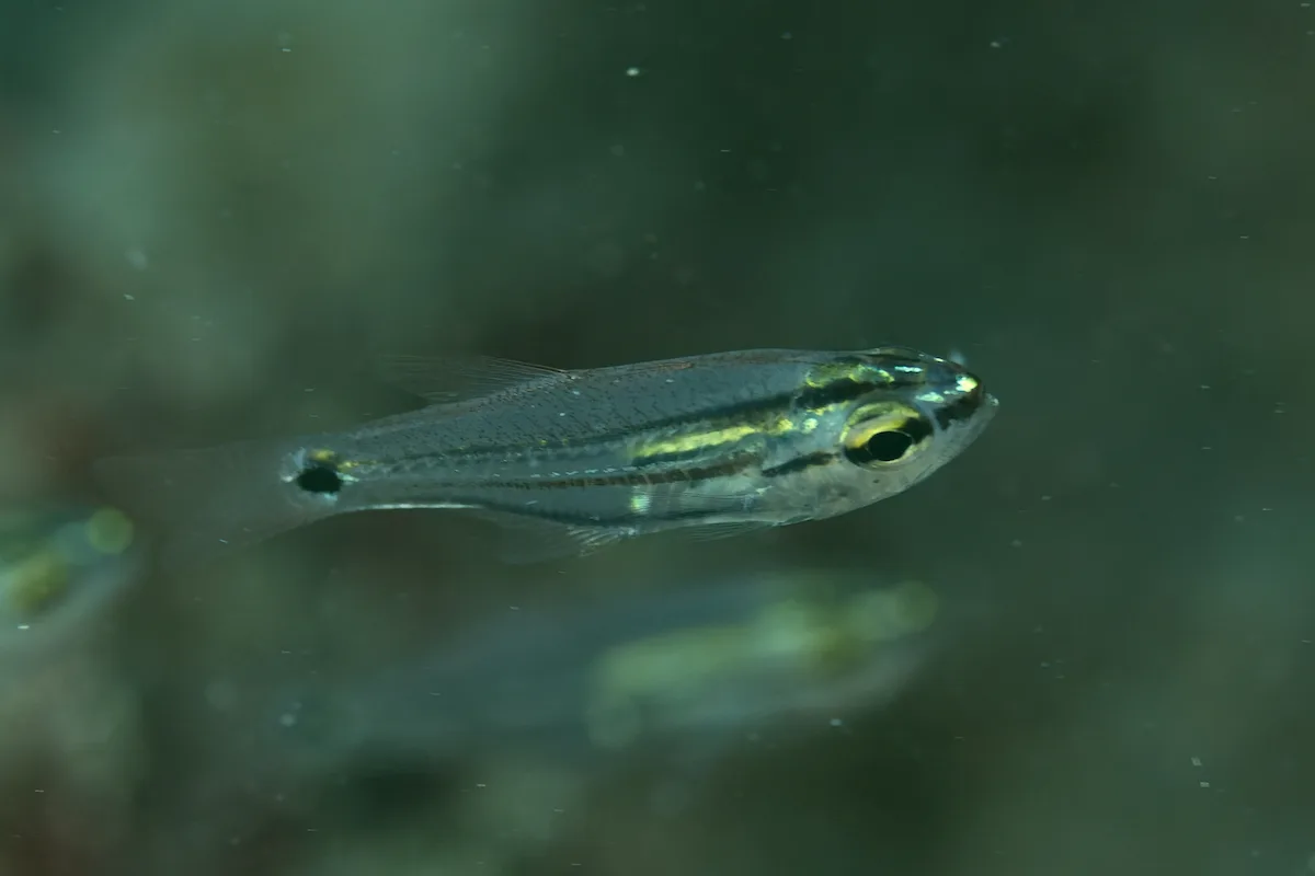 Taeniamia bilineata - Al-Qusayr, Al Bahr al Ahmar, Egypt