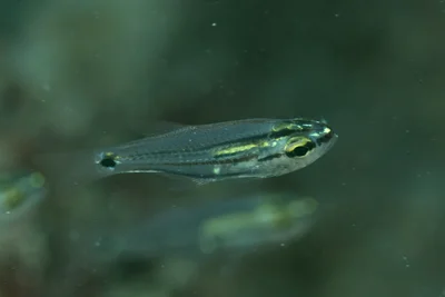Taeniamia bilineata - Al-Qusayr, Al Bahr al Ahmar, Egypt