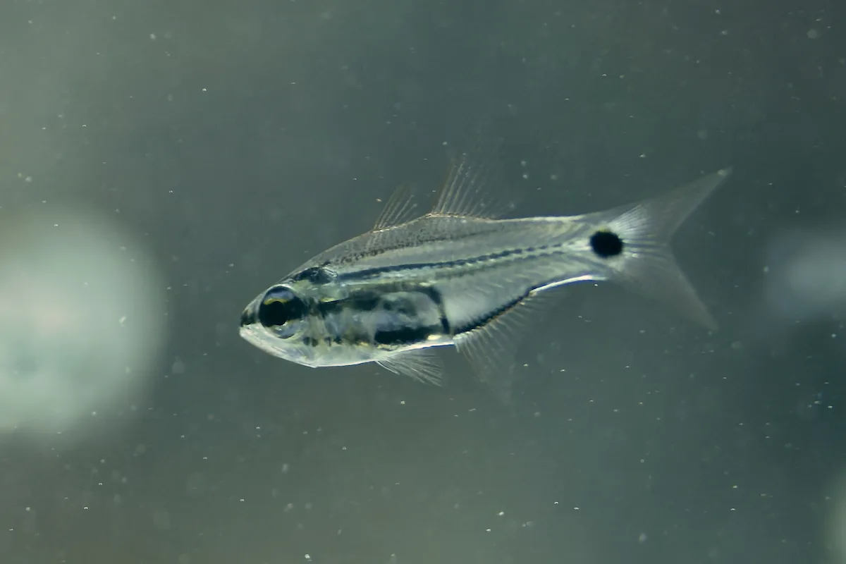 Taeniamia bilineata - El Qoseir, Red Sea Governorate, Egypt