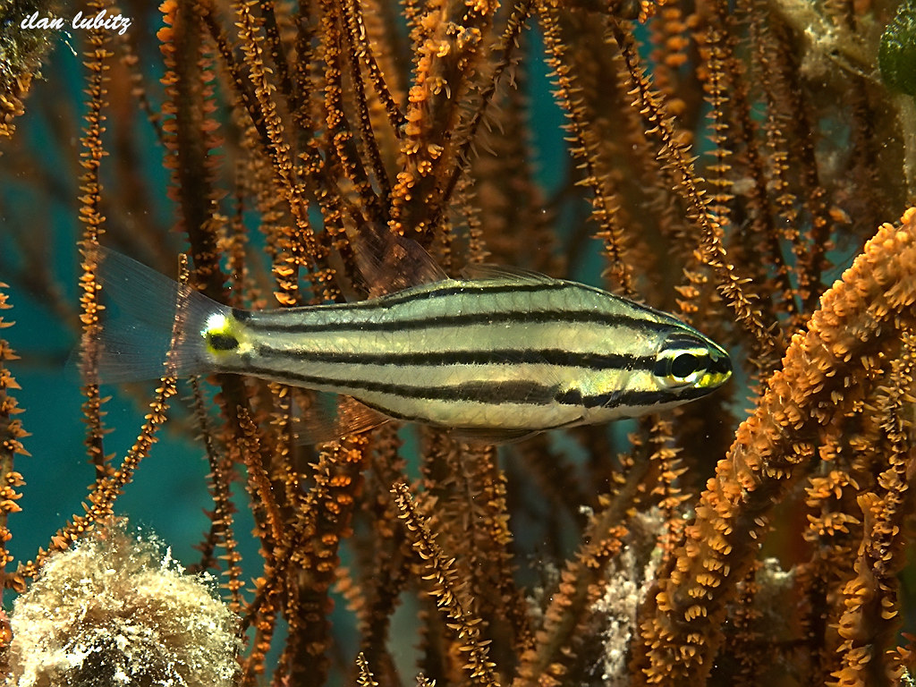Cheilodipterus novemstriatus