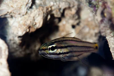 Cheilodipterus novemstriatus