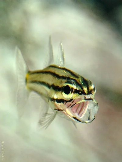 Cheilodipterus novemstriatus