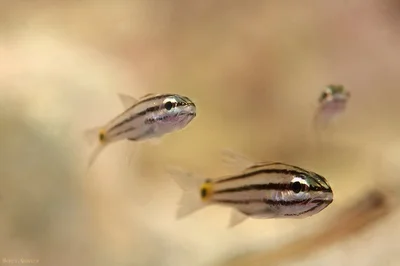 Cheilodipterus novemstriatus