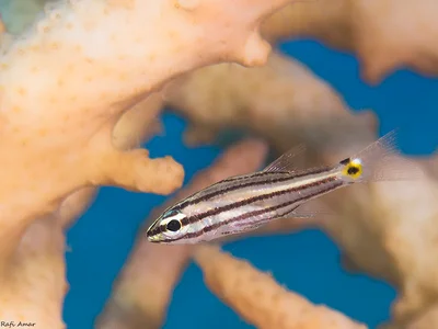 Cheilodipterus novemstriatus - Twospot cardinalfish