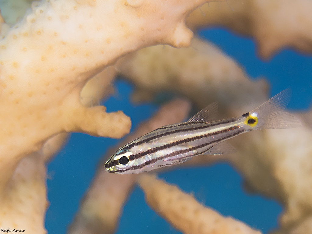 Cheilodipterus novemstriatus - Twospot cardinalfish