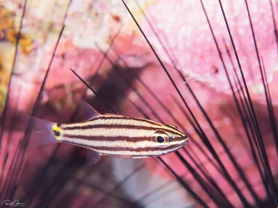 Cheilodipterus novemstriatus - Twospot cardinalfish