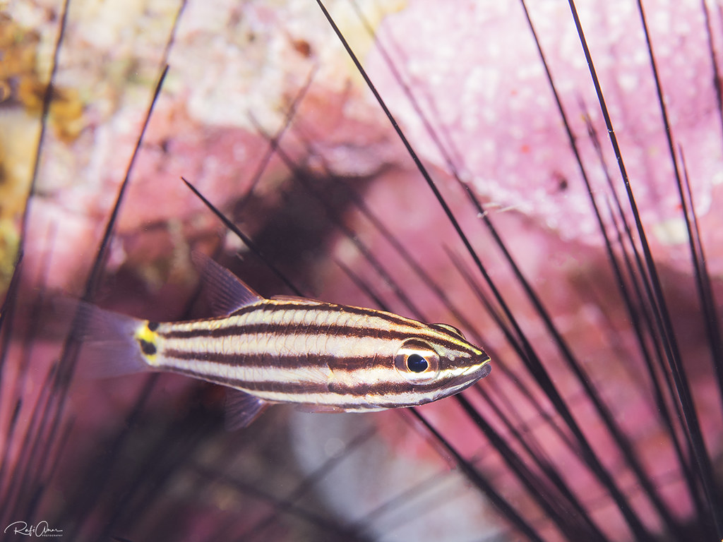 Cheilodipterus novemstriatus - Twospot cardinalfish