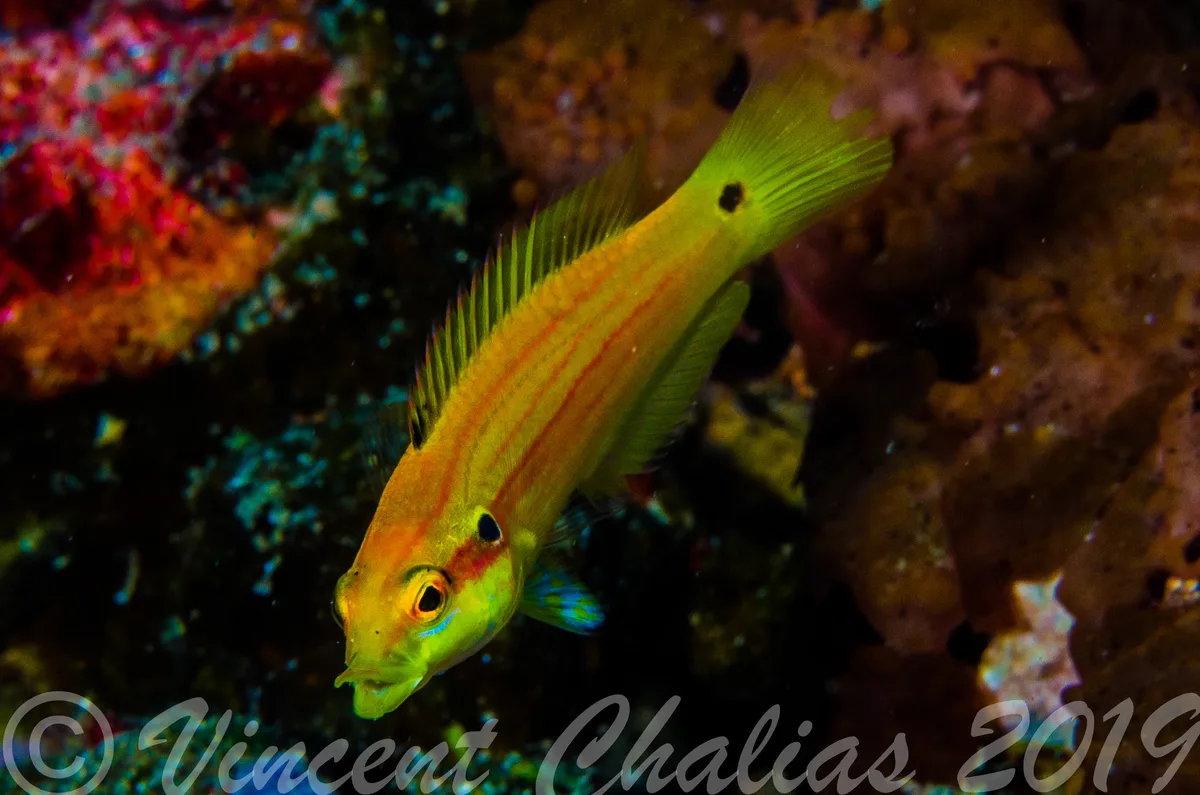 Bodianus bimaculatus-11