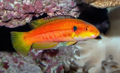 Twospot Hogfish