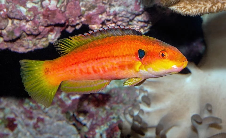 Twospot Hogfish