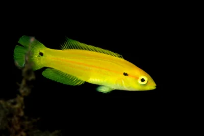 Bodianus bimaculatus - Maluku, ID