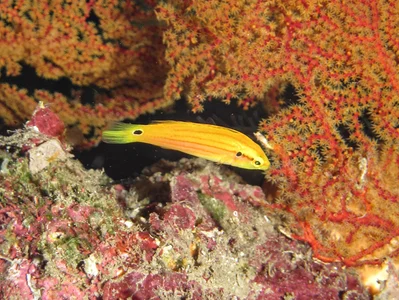 Bodianus bimaculatus - Kolombangara, Solomon Islands