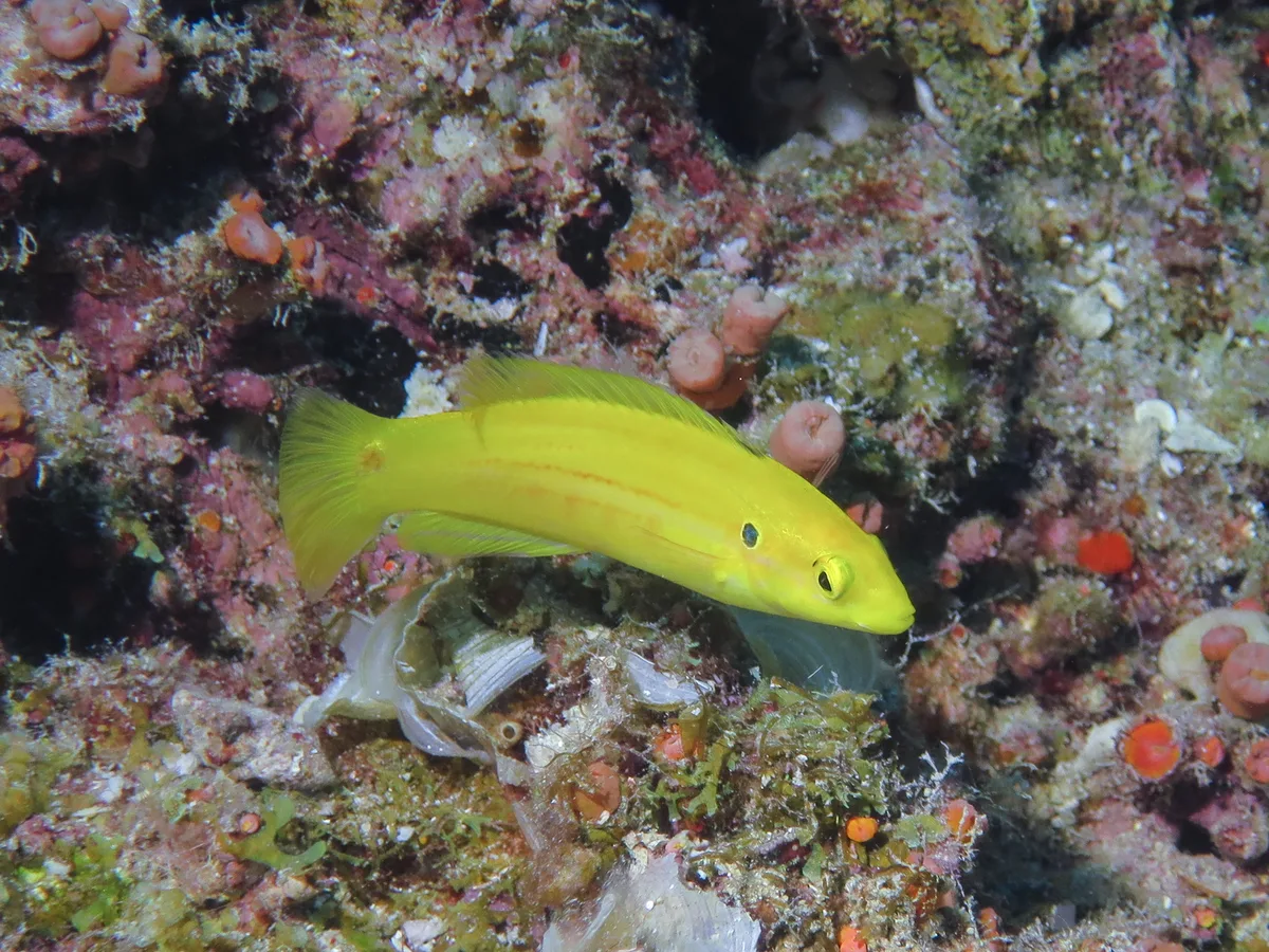 Bodianus bimaculatus - Ribbon Reef 10, QLD