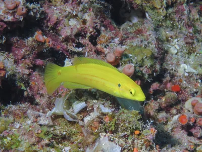 Bodianus bimaculatus - Ribbon Reef 10, QLD
