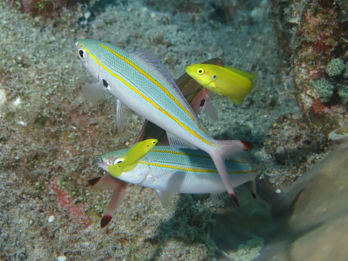Bodianus bimaculatus - Ribbon Reef 10, QLD
