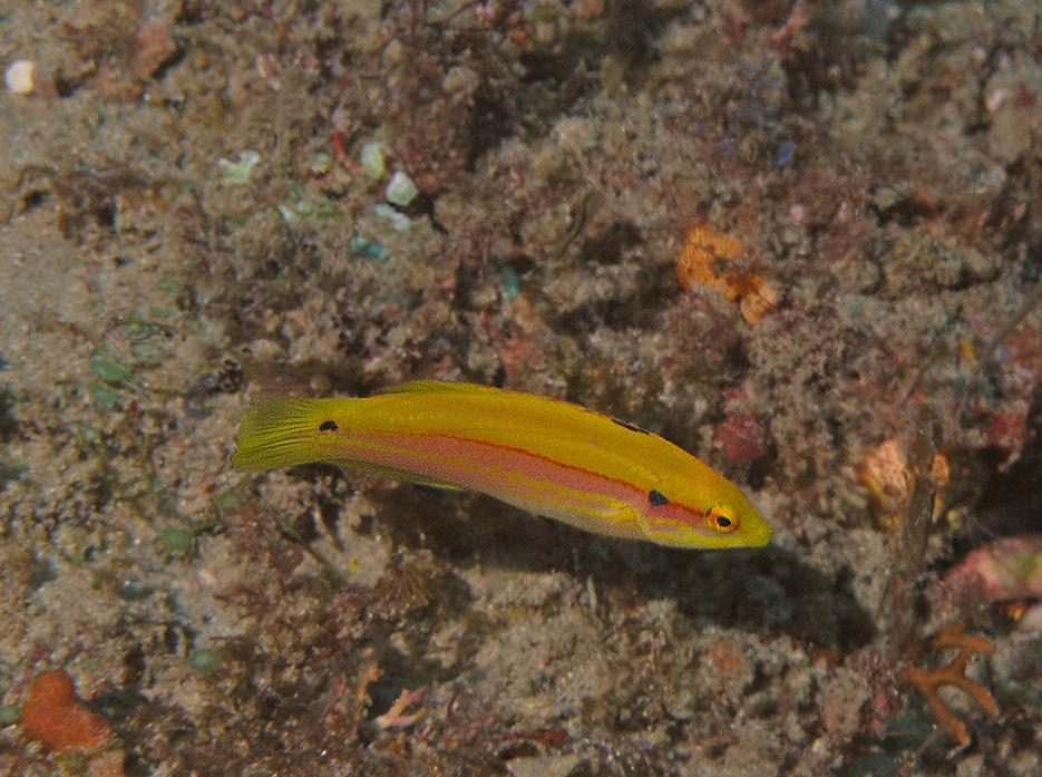 Bodianus bimaculatus - Sodwana bay