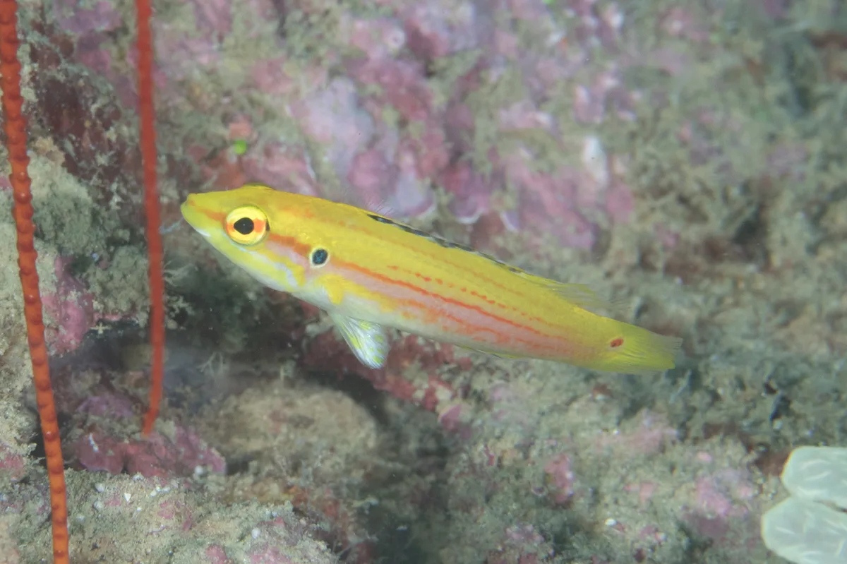 Bodianus bimaculatus - North Vangunu, Western, Solomon Islands