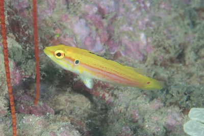 Bodianus bimaculatus - North Vangunu, Western, Solomon Islands