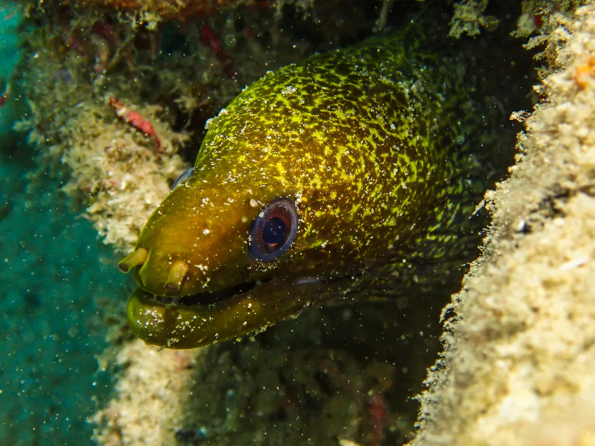 Undulated moray