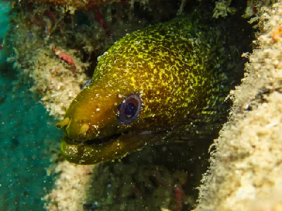 Undulated moray