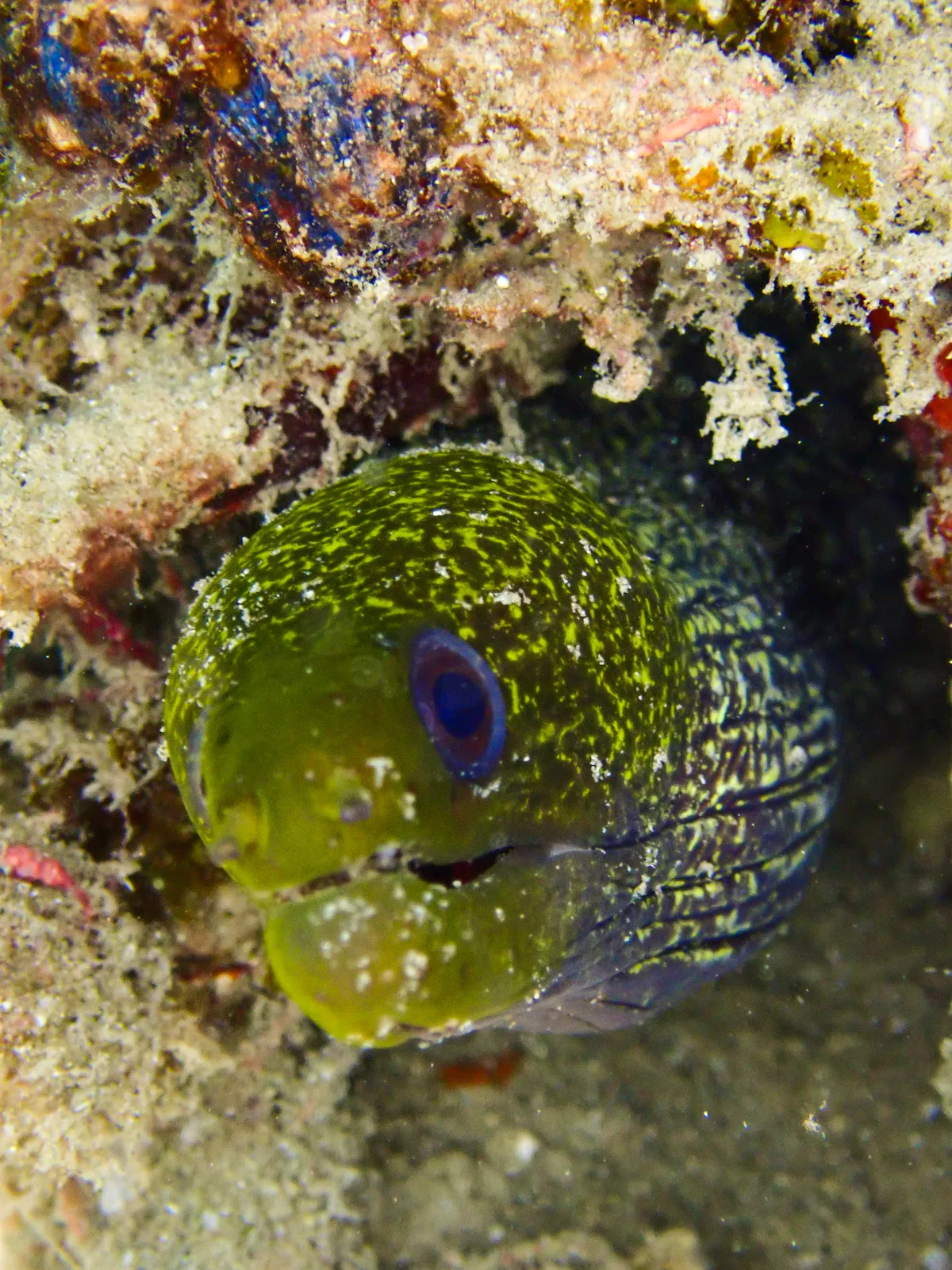 Undulated moray