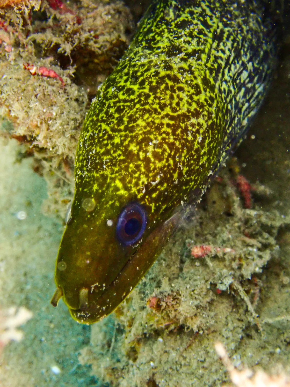 Undulated moray
