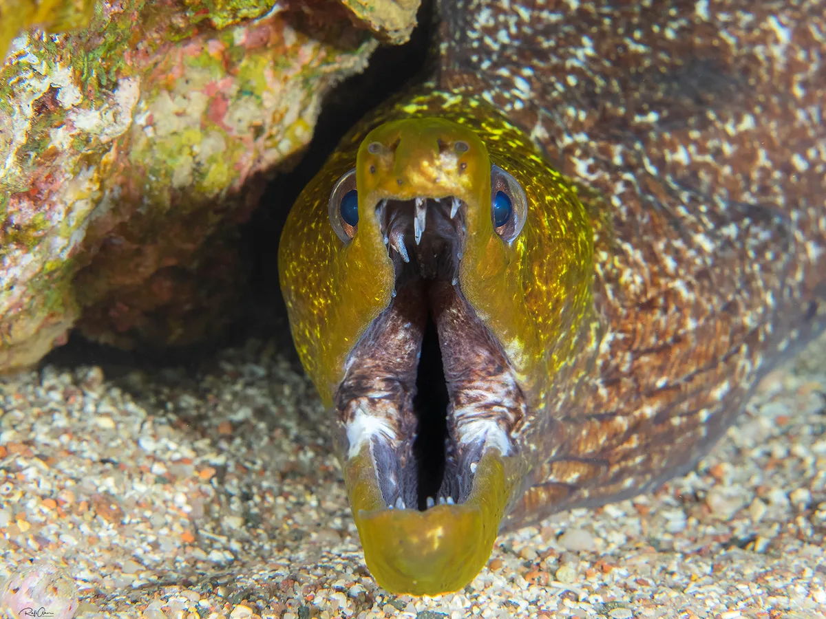Gradient moray - Gymnothorax undulatus
