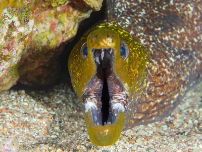 Gradient moray - Gymnothorax undulatus