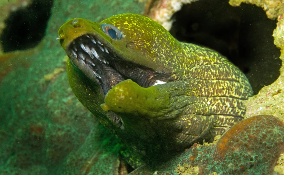 P1050187_Undulated moray (Gymnothorax undulatus)  (Oman)