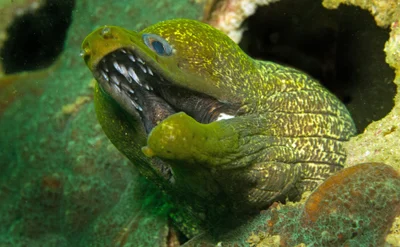 P1050187_Undulated moray (Gymnothorax undulatus)  (Oman)