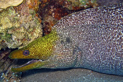 Undulated Moray - Gymnothorax undulatus