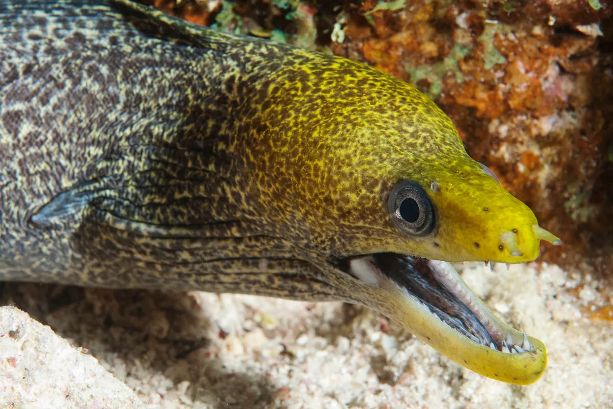 Gradient moray (Gymnothorax undulatus)