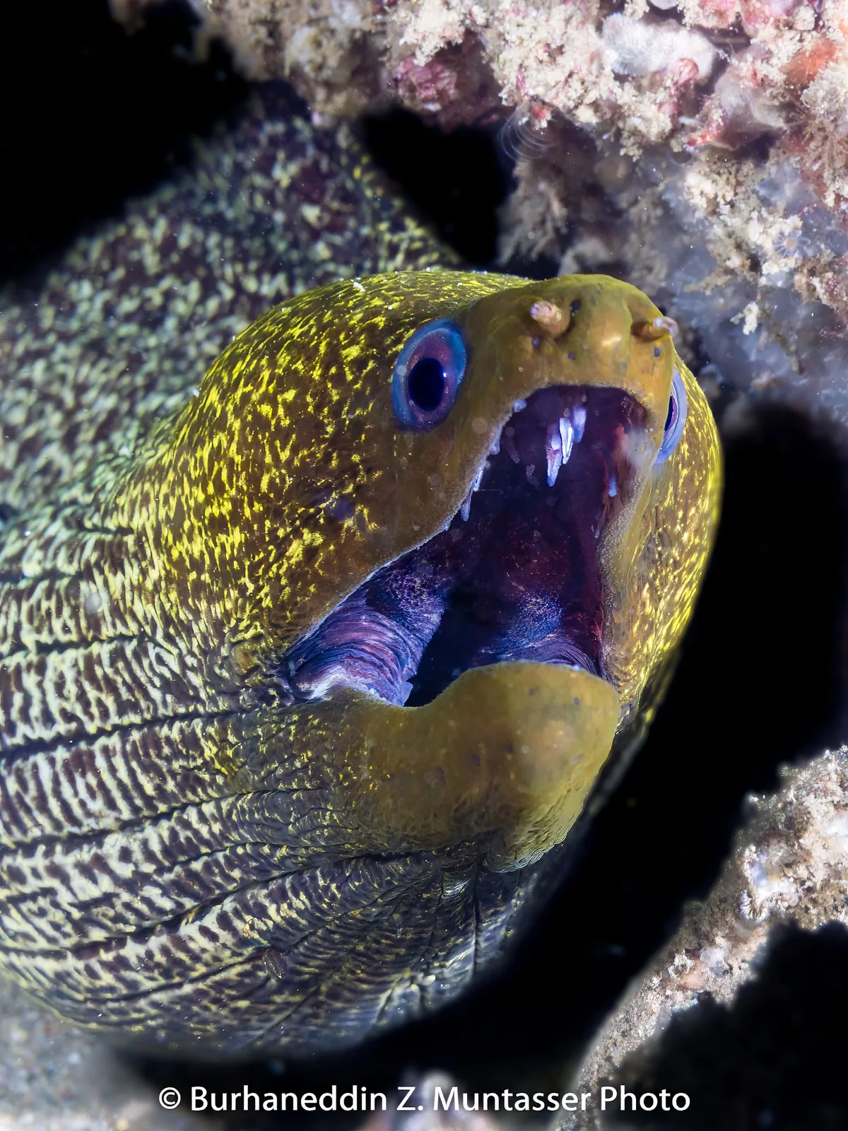 Undulated Moray Eel (Gymnothorax undulatus)
