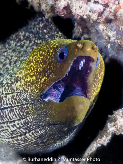 Undulated Moray Eel (Gymnothorax undulatus)