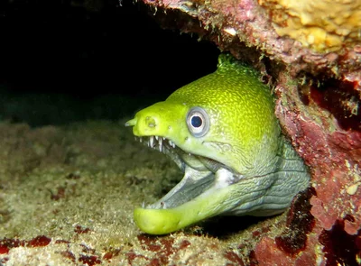Gymnothorax undulatus (Saint-Pierre)