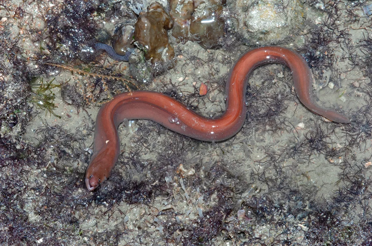Brown moray eel (Uropterygius concolor)