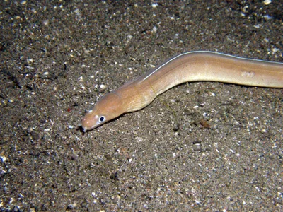 Unicolour snake moray eel (Uropterygius concolor)