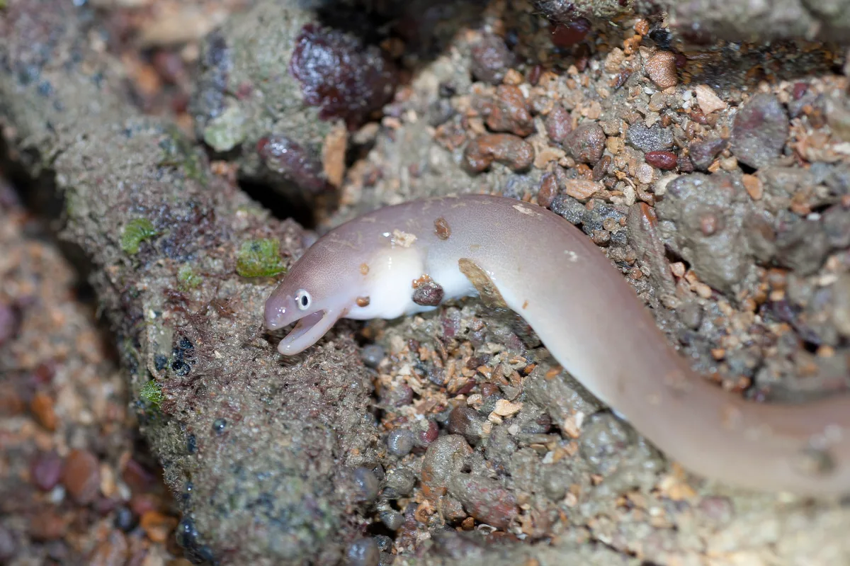 Brown moray eel (Uropterygius concolor)