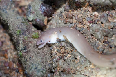 Brown moray eel (Uropterygius concolor)