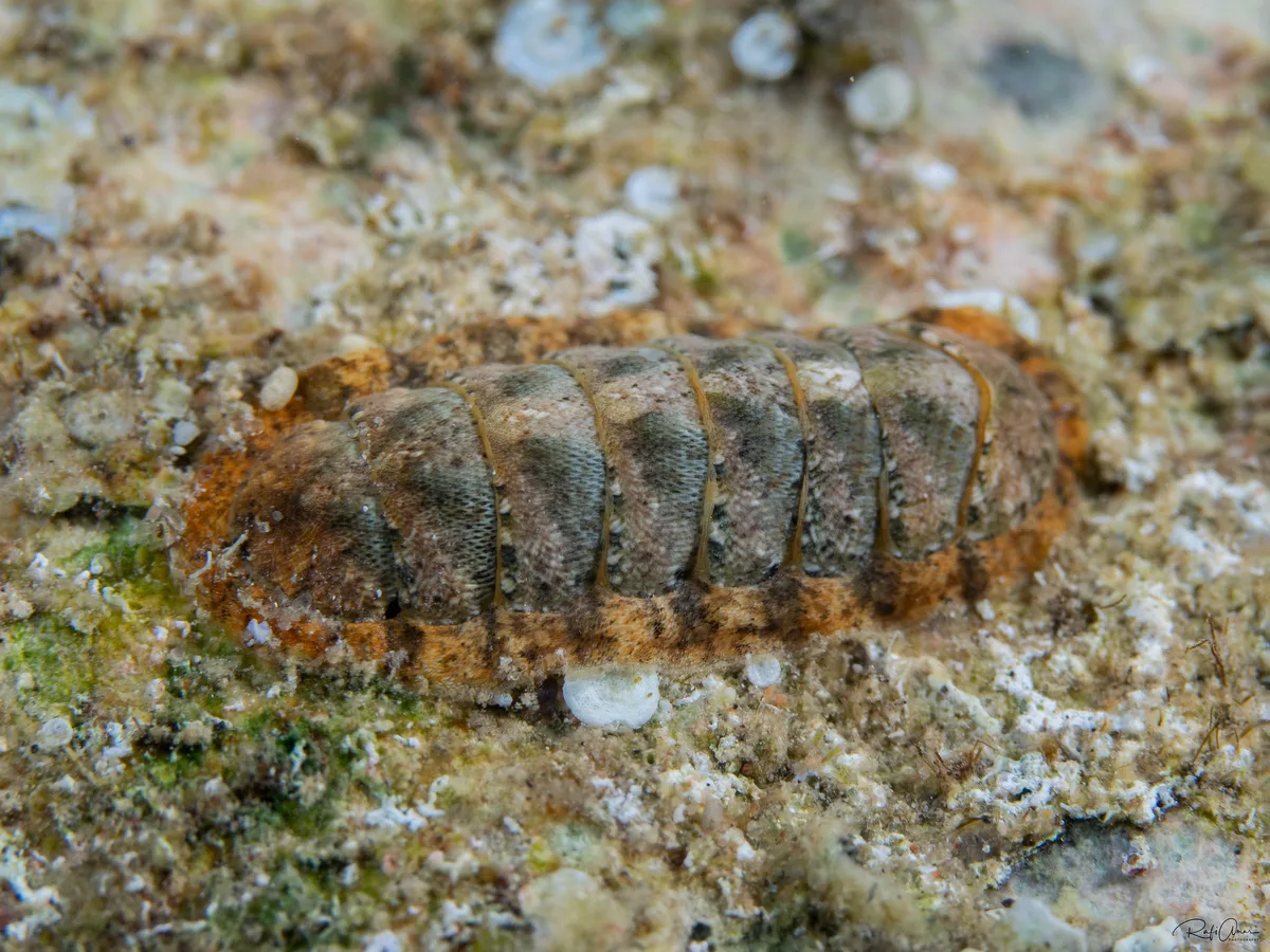 Acanthopleura vaillantii