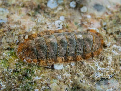 Acanthopleura vaillantii