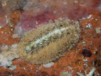 Acanthopleura vaillantii